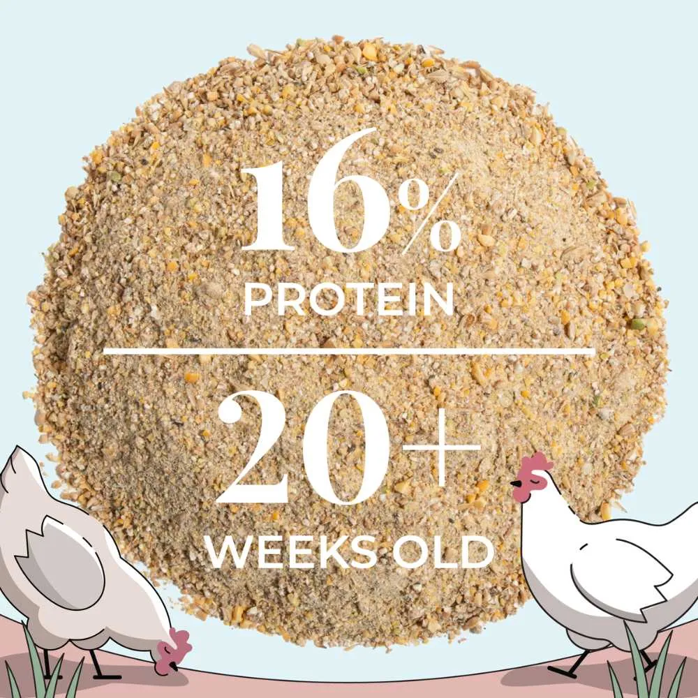 Layer Organic Chicken Feed